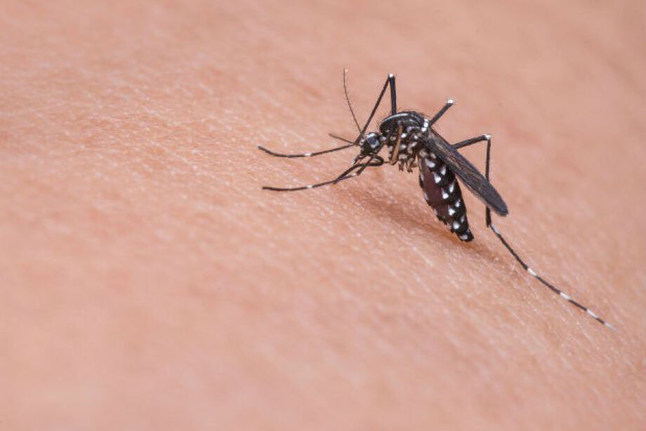 8080_04-0416-0011-mosquito-zika-jpg
