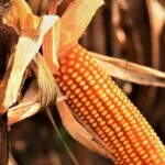 Cotações do milho caem no acumulado de janeiro graças ao maior volume ofertado