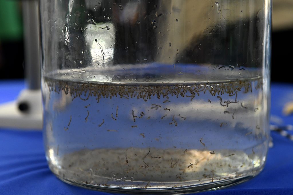 Mosquito-da-dengue-Foto-Bruno-Rezende-02-1024x683