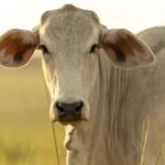 Dourados fecha segunda-feira com preços fixos no agronegócio