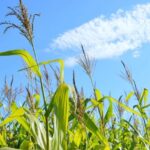Mais uma vez, El Niño preocupa produtores de grãos e ameaça resultados da safra 2023/2024