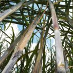 Força do agro: com apoio do Governo do Estado, MS bate recorde na produção de cana com 50,5 milhões de toneladas