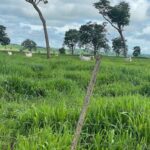 Pasto com genética superior gera ganho de peso 25% acima da média em rebanho nelore