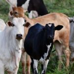 Após alta na carne bovina, Dourados inicia a quinta com preços fixos no agro
