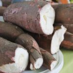 Clima limita avanço da colheita da mandioca e preços reagem
