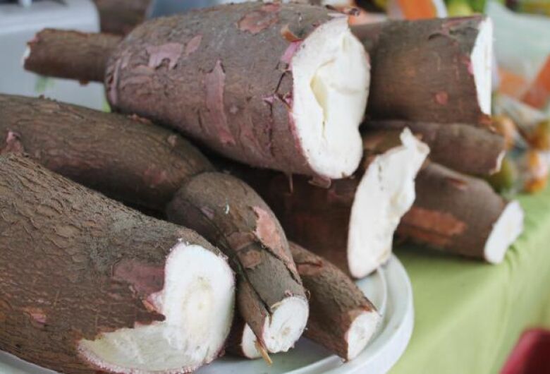 mandioca-maria-eugencia-ribeiro-embrapa-reproducao