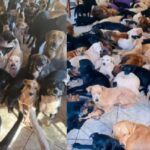 Irmãs protetoras de animais são presas por maus tratos à 250 cães e gatos na Chácara dos Poderes
