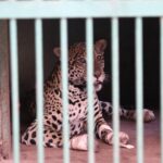 Onça resgatada no Pantanal chega ao Hospital Ayty para tratamento e esturro é o 1º sinal positivo do animal