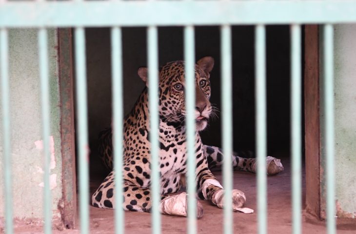 Onca-Resgatada-Foto-Bruno-Rezende-730x480