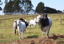 Atenção: pecuaristas devem atualizar cadastro de rebanhos na Iagro até o dia 30 de novembro
