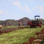 Governo de MS concede benefício fiscal para incentivar a expansão da citricultura no Estado