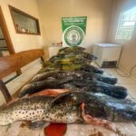 Jardim: PMA, faz doação de 116,95 kg de pescado apreendido em operação