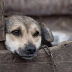 Crimes de maus-tratos a animais em MS podem ser denunciados pela Delegacia Virtual