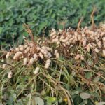 Diversificação agrícola faz o cultivo do amendoim crescer e consolida MS como 2º maior produtor no país