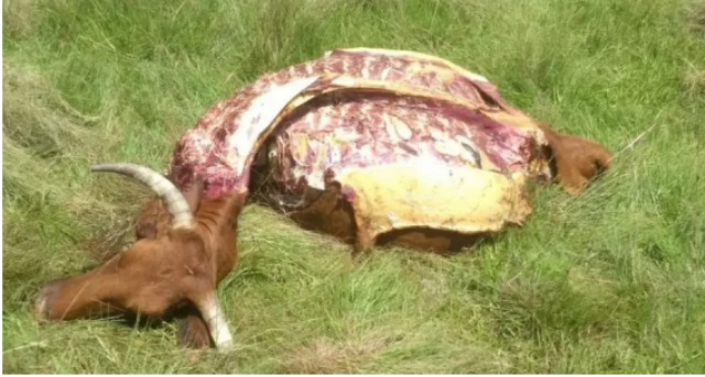 Furto de Gado Bovinos em Bella Vista1