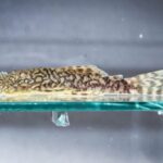 Bioparque Pantanal reforça conservação com mais uma reprodução inédita para a ciência no mundo