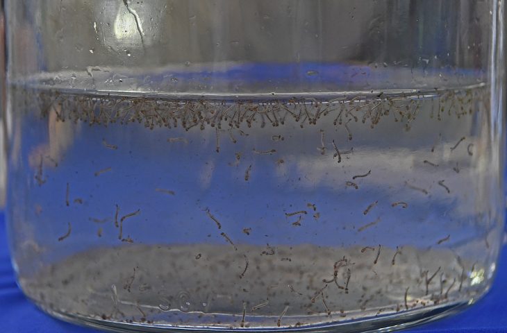 12807_mosquito-da-dengue-foto-bruno-rezende-01-730x480-jpg