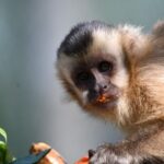 Imasul leva tuiuiú e oito macacos-prego reabilitados no CRAS para ambientação no Pantanal