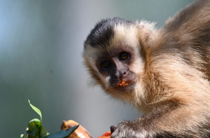Macacos-Prego-CRAS-Imasul-5-730x480