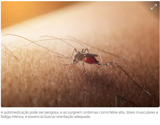 Mosquisto da Dengue