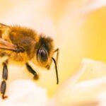 SES alerta para aumento de ataques de abelhas em MS e reforça medidas de prevenção
