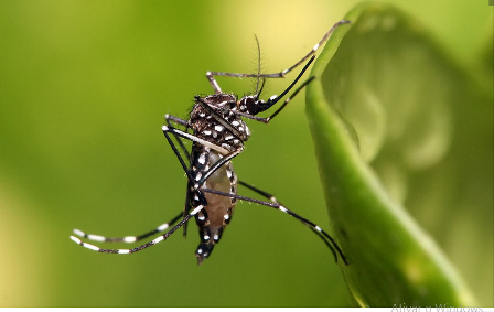 Aedes aegypti