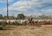 Comitiva com 880 cabeças de gado cruza Aquidauana e Anastácio rumo a Corumbá