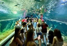 Bioparque Pantanal bate recorde de visitantes e consolida Campo Grande como novo destino turístico nacional