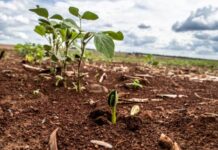 Plantio da soja 2025/2026 começa em MS com expectativa de alta na produção