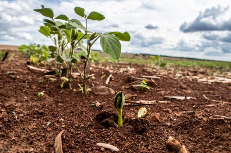 plantio-de-soja-0 (1)