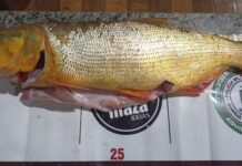 PMA de Jardim Aplica Multas de Mais de R$ 13 Mil por Pesca Predatória no Rio Miranda