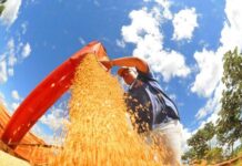 Valor Bruto da Produção Agropecuária de Mato Grosso do Sul cresce 23,6% e atinge R$ 76,3 bilhões