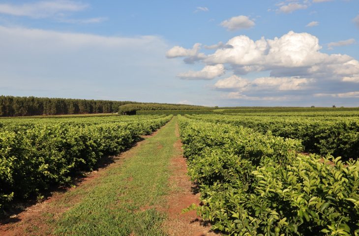 fazenda-cirt-730x480