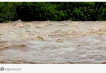 Morador flagra filhotes de bagre migrando em meio à correnteza do Rio Aquidauana em MS