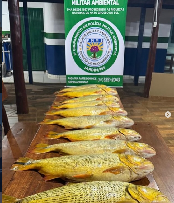 Apreenção de Peixe