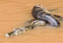 Duelo de Gigantes: Sucuri é flagrada dominando jacaré no Rio Miranda