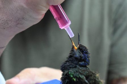 Animais-resgatados-Tres-Lagoas-Fotos-Imasul-1-730x480