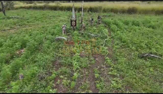 SENAD elimina plantação de maconha e desmantela acampamento do narcotráfico em Bella Vista Norte Paraguai