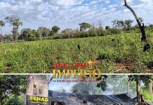 SENAD destrói plantações de maconha e um acampamento clandestino em Bella Vista Norte Paraguai