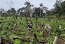 SENAD destrói 5 hectares de maconha, equivalentes a 15 toneladas, em Bella Vista Norte