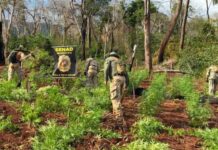 SENAD apreende cerca de 12 toneladas de maconha durante operação rural em Bella Vista Norte Paraguai