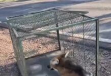 Morre lobo-guará atropelado em trecho entre Aquidauana e Miranda