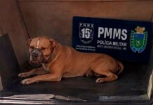 Pitbulls escapam e atacam outros cachorros em MS