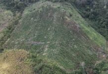 Senad e Codi destroem drogas avaliadas em US$ 1 milhão em Bella Vista Norte Paraguai