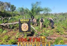 Operação policial na zona rural de Bella Vista Norte resulta na destruição de 15 mil quilos de maconha.