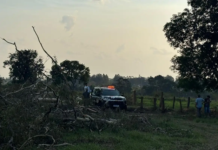 Campo Grande: Galho encosta em fio de alta tensão e homem morre eletrocutado durante poda