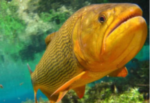 O peixe conhecido como ‘rei do rio’ que teve captura autorizada em MS apesar da proibição da pesca