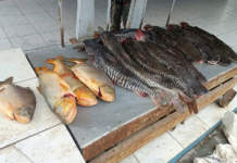 PMA encontra mais de 134 quilos de pescado no porta-malas de carro em MS